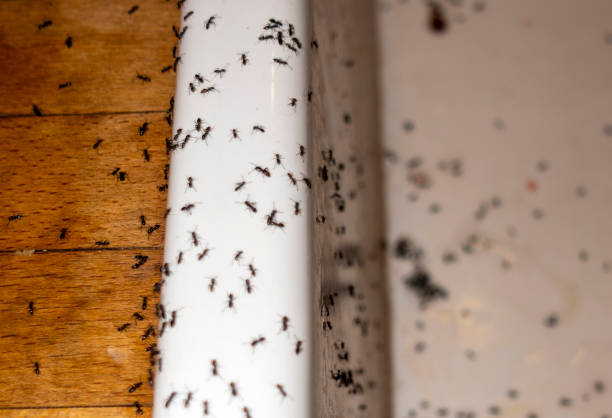 Best Affordable Pest Control Services  in Opelousas, LA