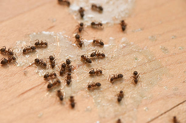  Opelousas, LA Pest Control Pros