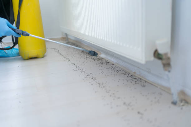 Reliable Opelousas, LA Pest Control Solutions